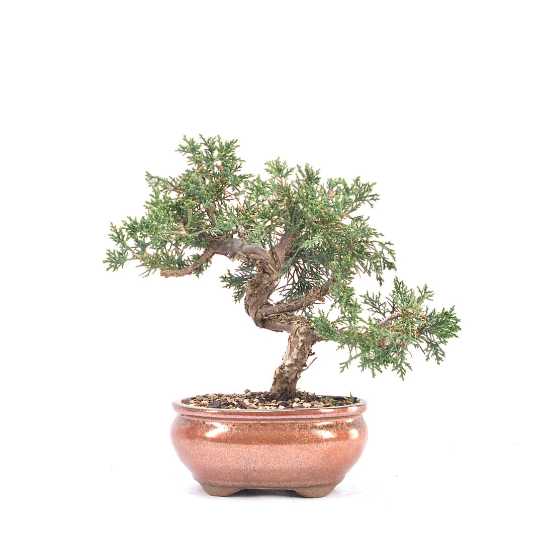 Chinesischer Wacholder 'Juniperus chinensis kyushu'